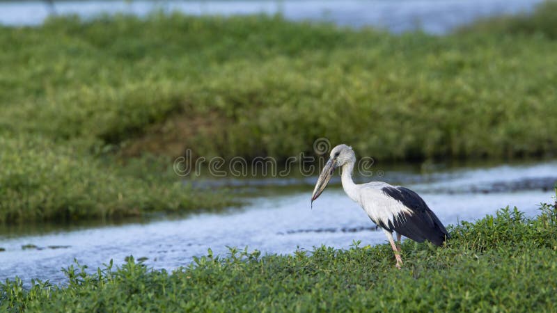 Ασιατικό openbill στο εθνικό πάρκο Bundala, Σρι Λάνκα στοκ εικόνες