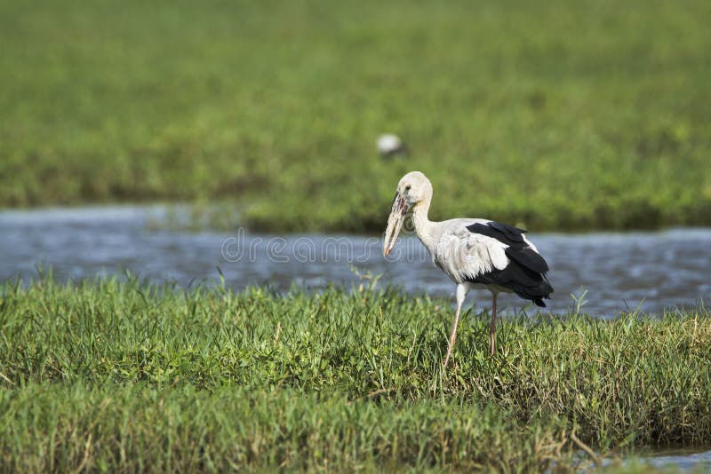 Ασιατικό openbill στο εθνικό πάρκο Bundala, Σρι Λάνκα στοκ εικόνες