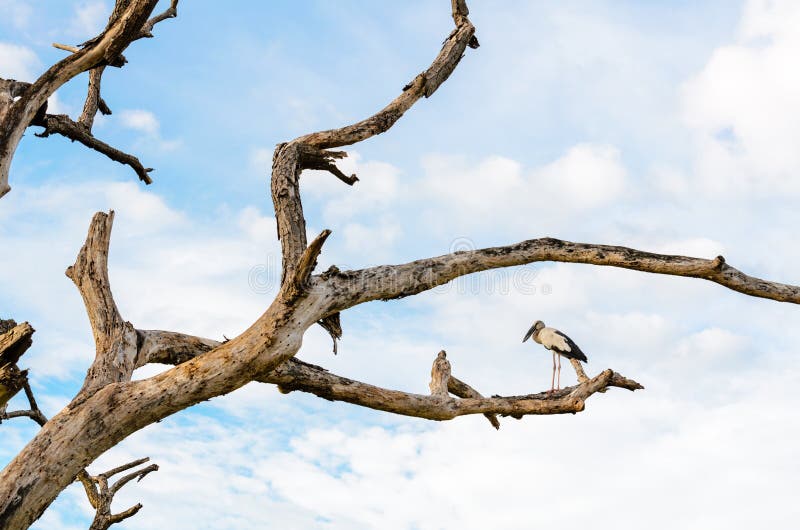 Ασιατικό sta πουλιών Openbill (Anastomus oscitans) άσπρο στοκ φωτογραφίες με δικαίωμα ελεύθερης χρήσης