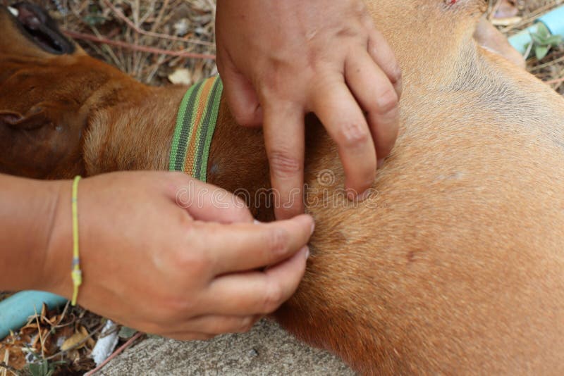 Asian woman& x27;s hands are looking for flea ticks on the pet fur. Asian woman& x27;s hands are looking for flea ticks on the pet fur