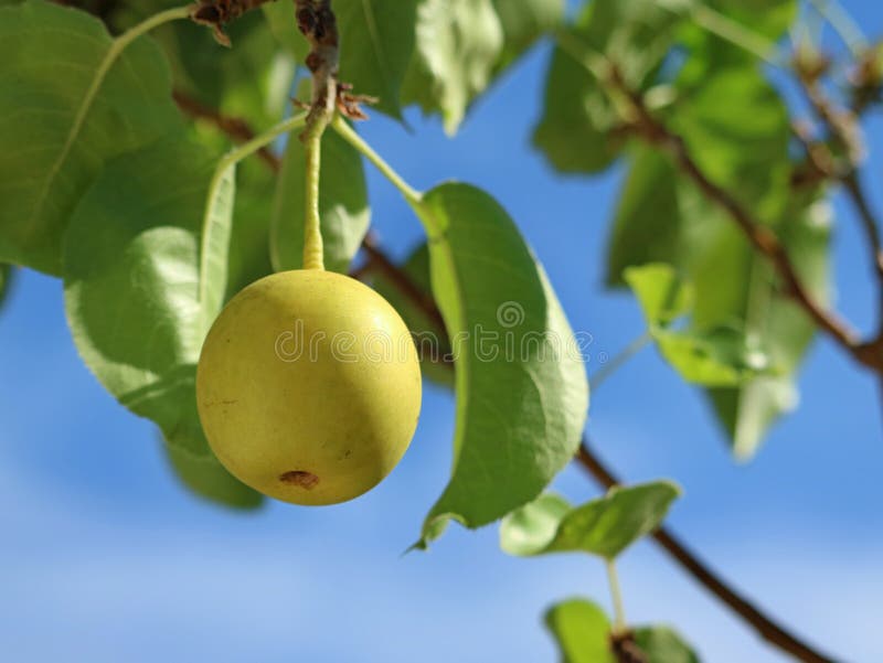 Ασιατικό αχλάδι Nashi, pyrifolia Pyrus, ένα αχλάδι στο δέντρο με τα φύλλα και μπλε ουρανός στοκ εικόνα Ασιατικό αχλάδι Nashi, pyrifolia Pyrus, ένα αχλάδι στο δέντρο με τα φύλλα και μπλε ουρανός στοκ εικόνα