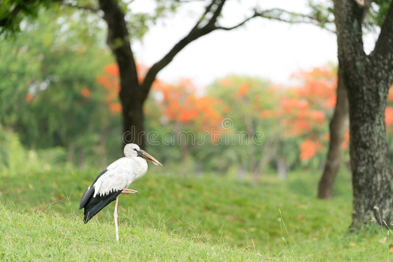 Ασιατικό πουλί πελαργών openbill που στέκεται μόνο στο πράσινο δάσος στοκ φωτογραφία με δικαίωμα ελεύθερης χρήσης