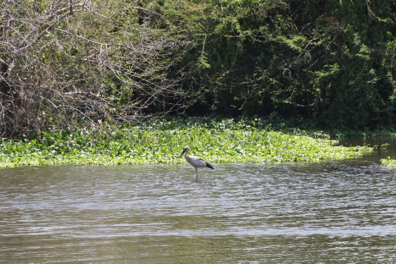 ασιατικό τιμολόγιο openbill στην τάμπμποβα στοκ φωτογραφία