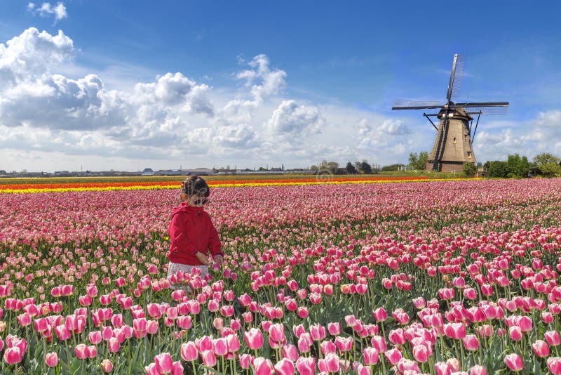 Little asian girl farming in tulips farm landscape with pink red tulips and a windmill. Little asian girl farming in tulips farm landscape with pink red tulips and a windmill