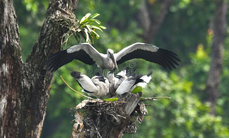 ασιατικός θύλακας openbill με γκόμενες στο εθνικό πάρκο chitwan νεπάλ στοκ φωτογραφία με δικαίωμα ελεύθερης χρήσης
