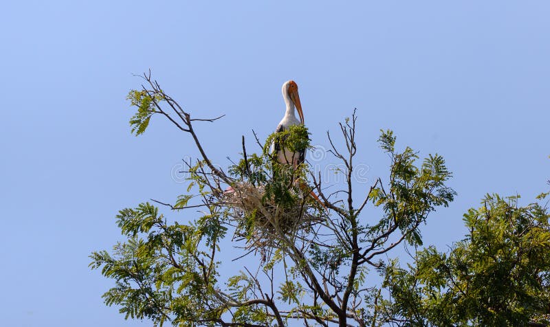 ασιατικός πελαργός openbill στοκ φωτογραφία με δικαίωμα ελεύθερης χρήσης
