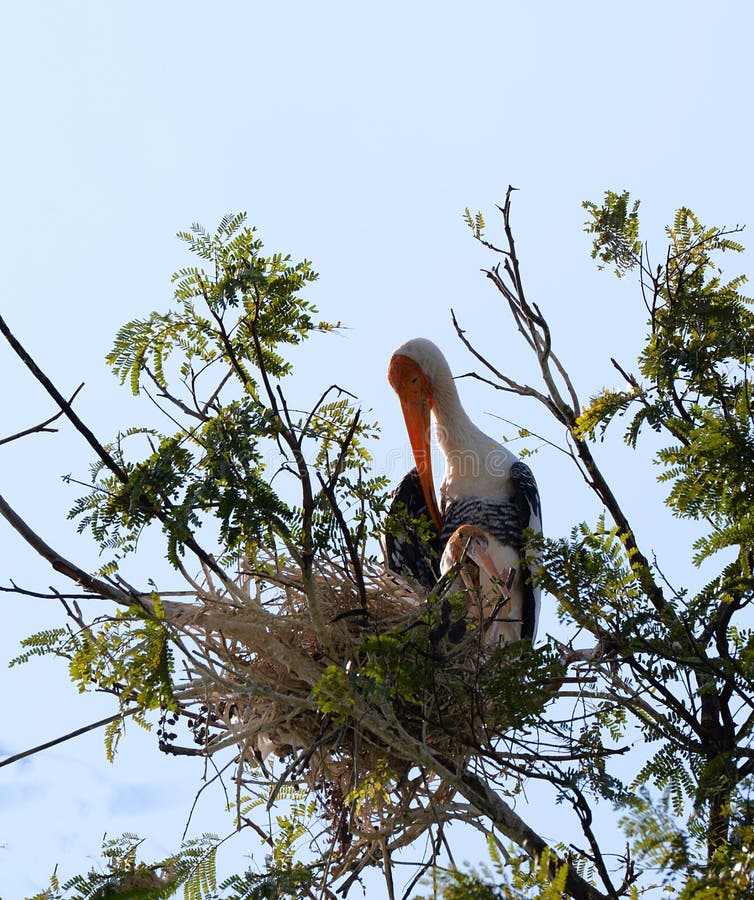 ασιατικός πελαργός openbill στοκ εικόνα με δικαίωμα ελεύθερης χρήσης