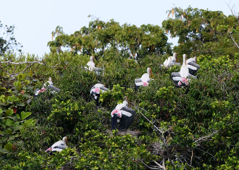 ασιατικός πελαργός openbill στοκ φωτογραφίες