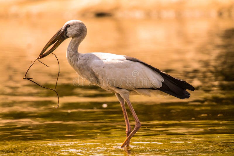 ασιατικός πελαργός openbill στοκ φωτογραφία