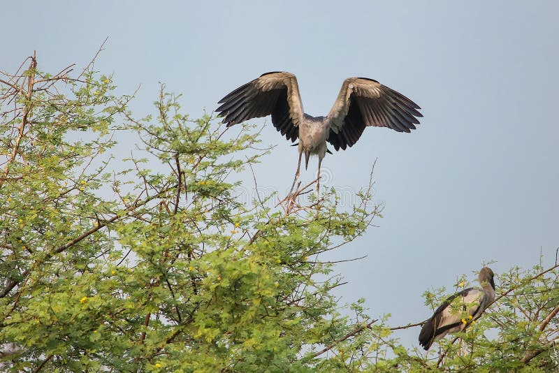 Ασιατικός πελαργός Anastomus openbill oscitans σε Keoladeo Γκάνα Nati στοκ φωτογραφίες