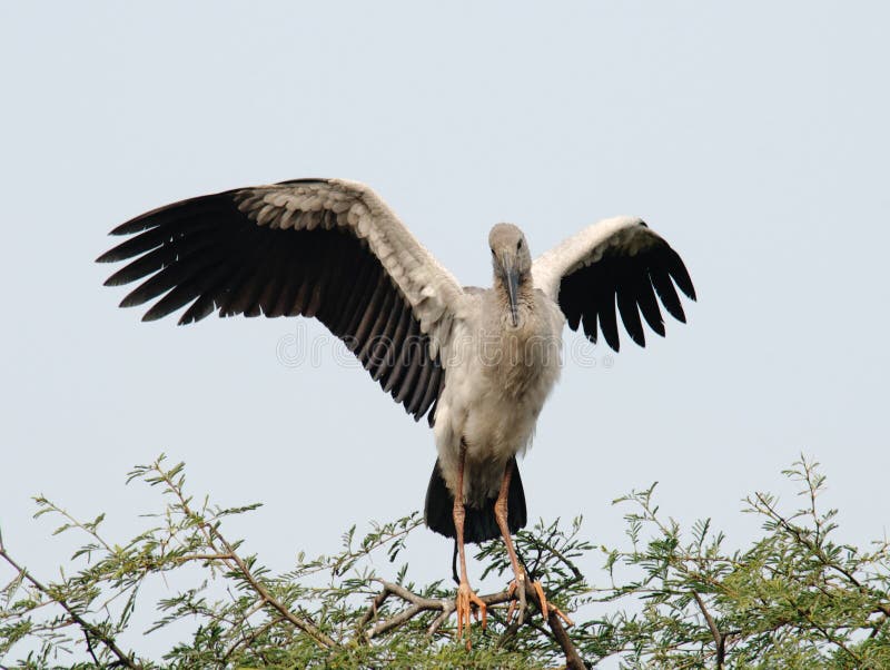 ασιατικός πελαργός openbill στοκ φωτογραφίες με δικαίωμα ελεύθερης χρήσης