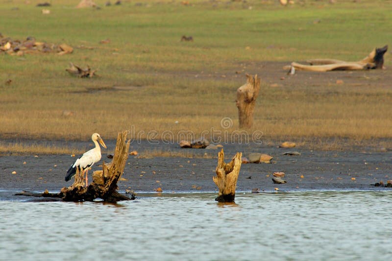 ασιατικός πελαργός openbill στοκ εικόνες