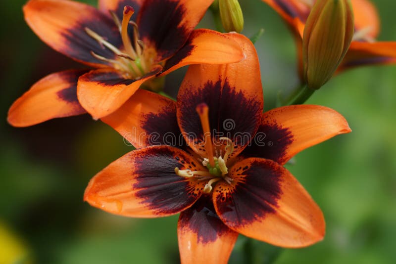 Decorative multiyear. Asiatic beautiful garden lily `Forever Susan` on natural green background. Decorative multiyear. Asiatic beautiful garden lily `Forever Susan` on natural green background.