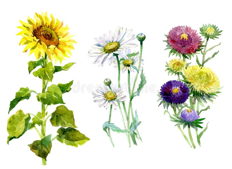 Αστέρας Watercolor, χρυσάνθεμο, ηλίανθος, chamomile ανθοδέσμη διανυσματική απεικόνιση Αστέρας Watercolor, χρυσάνθεμο, ηλίανθος, chamomile ανθοδέσμη διανυσματική απεικόνιση
