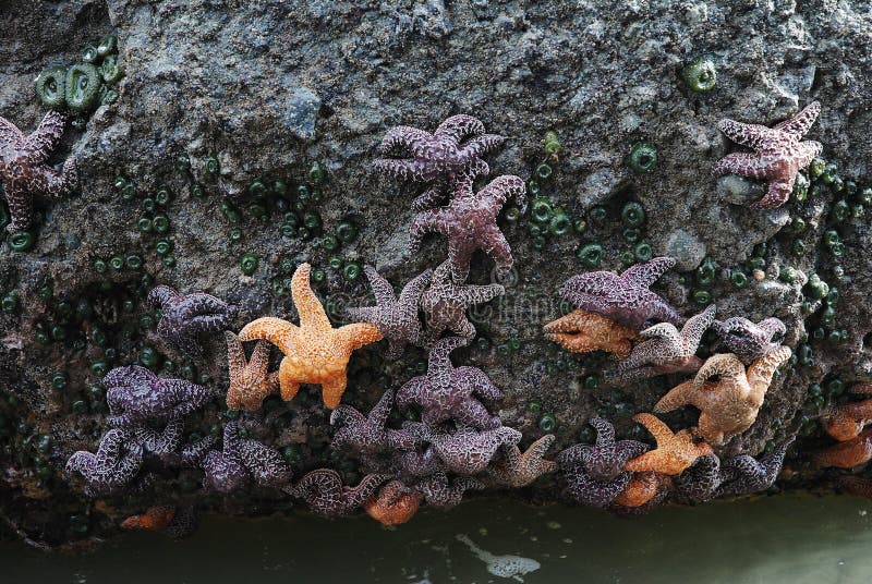 Sea Star and Green Anemone on a stone . Ruby Beach in Olympic National Park, Washington, USA. Sea Star and Green Anemone on a stone . Ruby Beach in Olympic National Park, Washington, USA