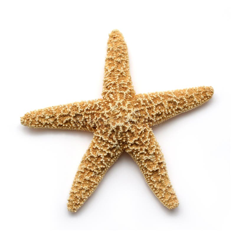 Starfish isolated on white background. Starfish isolated on white background