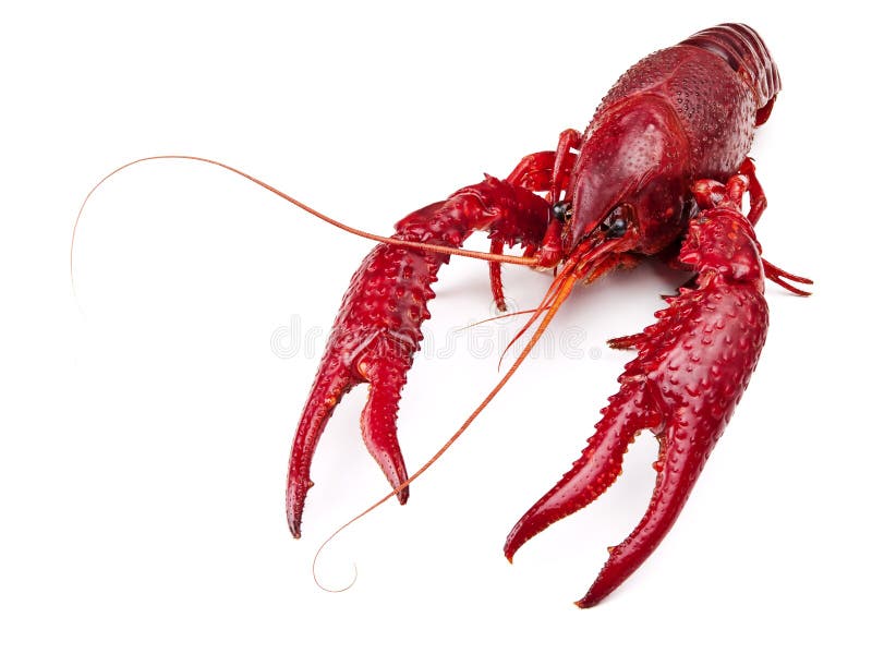 Red boiled crawfish over the white background. Red boiled crawfish over the white background