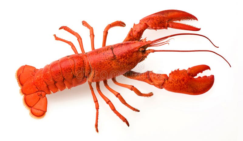 A red lobster on a white background. A red lobster on a white background