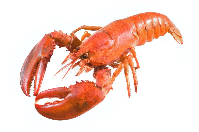 A large red lobster over white. A large red lobster over white