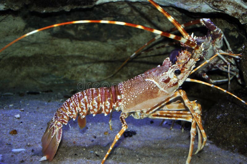 An underwater image of a lobster. An underwater image of a lobster.