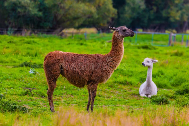 Funny llamas graze on a green meadow. Great Journey to the South Island, New Zealand. Concept of active and ecological tourism. Funny llamas graze on a green meadow. Great Journey to the South Island, New Zealand. Concept of active and ecological tourism