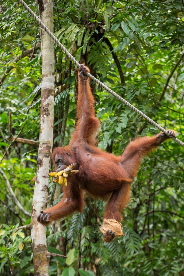 Αστεία θηλυκή orangutan ένωση σε ένα σχοινί με ένα banch των μπανανών στοκ φωτογραφία με δικαίωμα ελεύθερης χρήσης