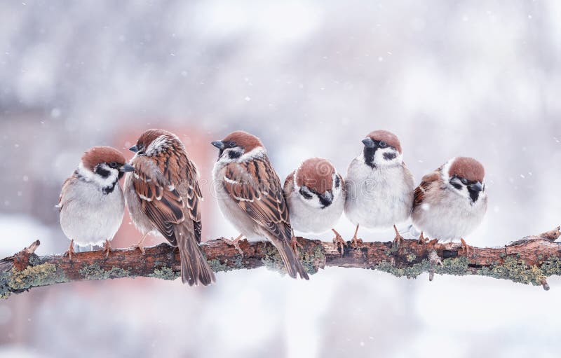 Many funny little birds sparrows are sitting on a tree branch in winter garden under falling snowflakes and cheerfully tweet. Many funny little birds sparrows are sitting on a tree branch in winter garden under falling snowflakes and cheerfully tweet