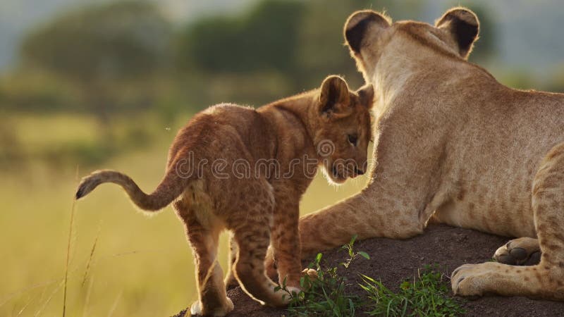 αστεία μωρά χαριτωμένα λιοντάρια αρκουδάκι που παίζουν με τη λέαινα μητέρα στην αφρική στο masai mara kenya pounci