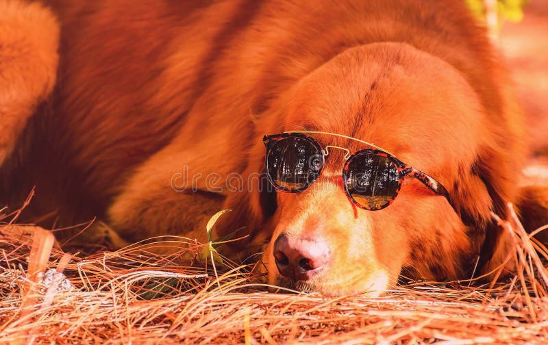 Αστεία σκηνή χρυσό retriever σκυλιών που φορά τα γυαλιά ηλίου στοκ φωτογραφίες