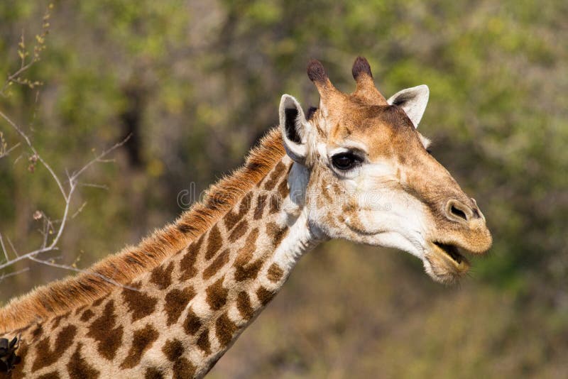 αστείο giraffe στοκ φωτογραφία με δικαίωμα ελεύθερης χρήσης αστείο giraffe στοκ φωτογραφία με δικαίωμα ελεύθερης χρήσης