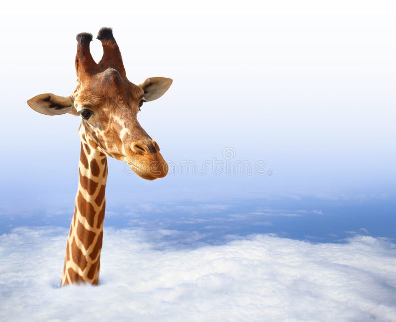 Funny giraffe with coming out of the clouds. Funny giraffe with coming out of the clouds