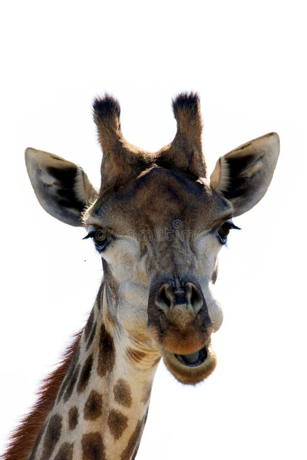 αστείο giraffe προσώπου στοκ εικόνες αστείο giraffe προσώπου στοκ εικόνες
