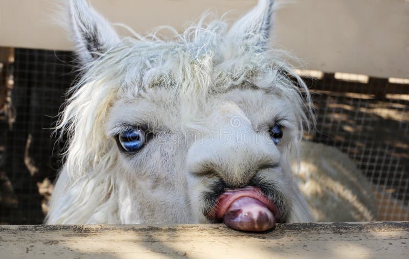 αστείο llama στοκ φωτογραφίες αστείο llama στοκ φωτογραφίες