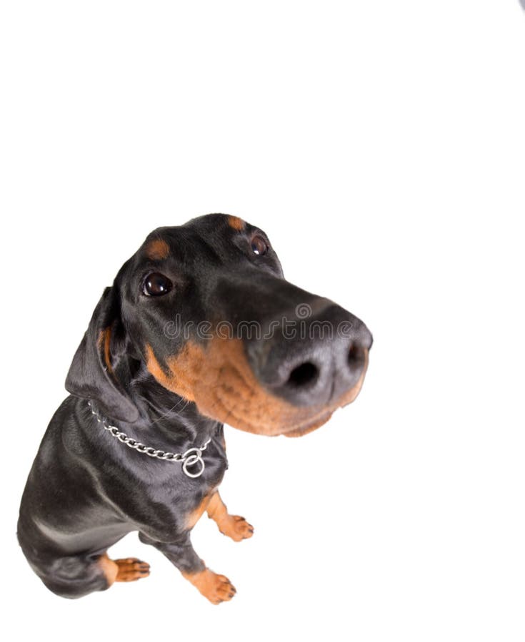 Αστείο πορτρέτο ενός doberman pincher στοκ φωτογραφίες Αστείο πορτρέτο ενός doberman pincher στοκ φωτογραφίες