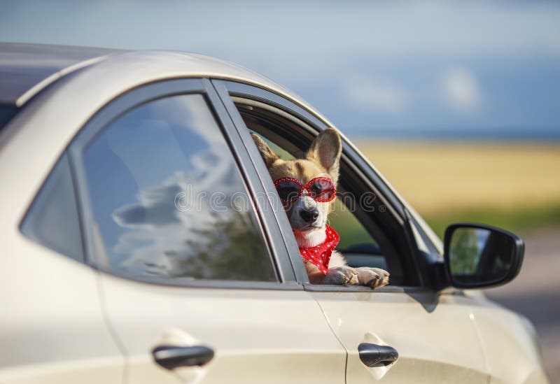 Αστείο σκυλί κουταβιών corgi επιβατών κόκκινο στα γυαλιά ηλίου, κόλλησε το όμορφα πρόσωπο και τα πόδια του από το παράθυρο αυτοκι στοκ φωτογραφία Αστείο σκυλί κουταβιών corgi επιβατών κόκκινο στα γυαλιά ηλίου, κόλλησε το όμορφα πρόσωπο και τα πόδια του από το παράθυρο αυτοκι στοκ φωτογραφία