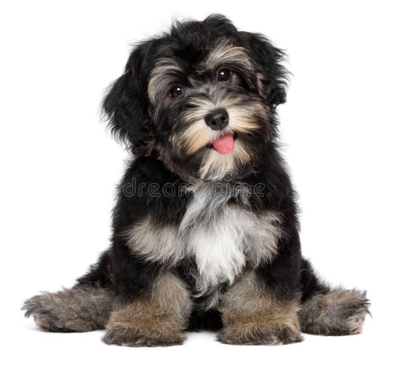 Αστείο χαμογελώντας σκυλί των Μαύρων και havanese κουταβιών μαυρίσματος στοκ εικόνα με δικαίωμα ελεύθερης χρήσης Αστείο χαμογελώντας σκυλί των Μαύρων και havanese κουταβιών μαυρίσματος στοκ εικόνα με δικαίωμα ελεύθερης χρήσης