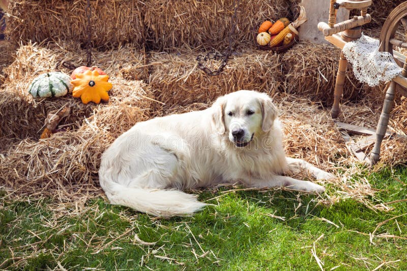 Αστείο χρυσό retriever που στηρίζεται στο σανό στοκ εικόνες Αστείο χρυσό retriever που στηρίζεται στο σανό στοκ εικόνες