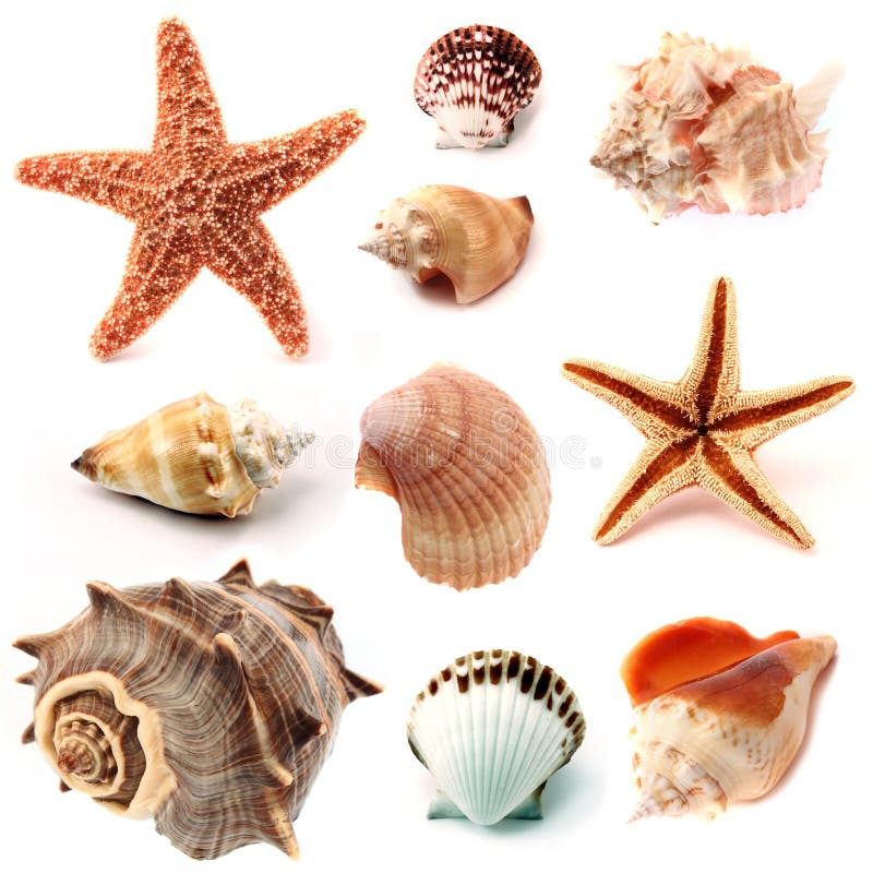 Isolated conchs, seashells and starfish, including kings crown seashell, pink murex seashell and Pisaster ochraceousstarfish in back and front view. Isolated conchs, seashells and starfish, including kings crown seashell, pink murex seashell and Pisaster ochraceousstarfish in back and front view