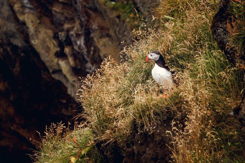 Ατλαντική συνεδρίαση Puffin στον απότομο βράχο, πουλί να τοποθετηθεί στην αποικία, αρκτικό γραπτό χαριτωμένο πουλί με το colouful στοκ εικόνες με δικαίωμα ελεύθερης χρήσης Ατλαντική συνεδρίαση Puffin στον απότομο βράχο, πουλί να τοποθετηθεί στην αποικία, αρκτικό γραπτό χαριτωμένο πουλί με το colouful στοκ εικόνες με δικαίωμα ελεύθερης χρήσης