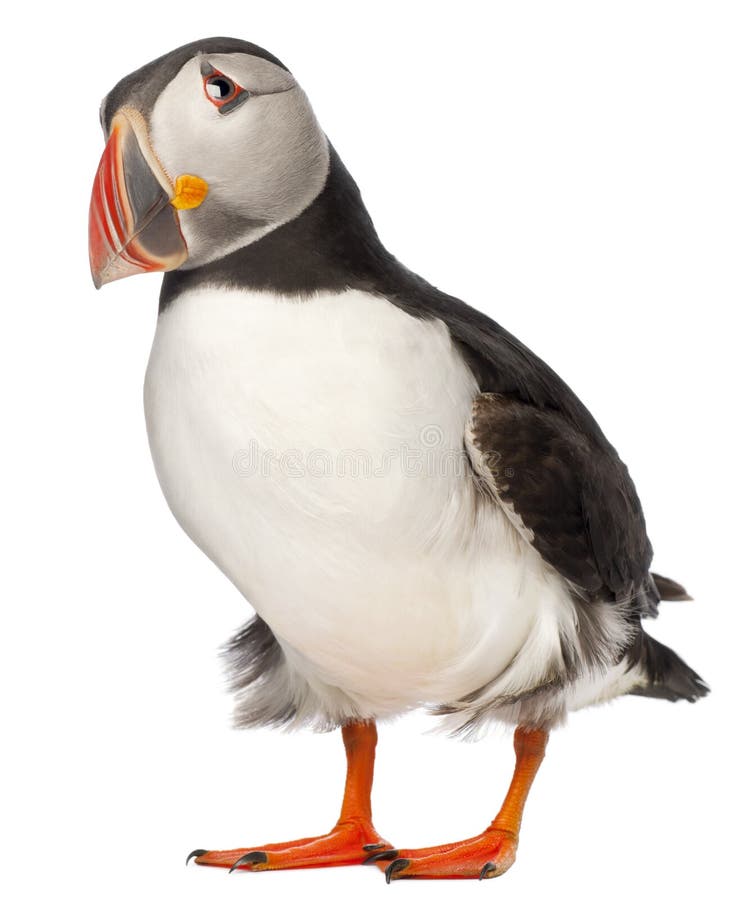 ατλαντικό κοινό puffin ατλαντικό κοινό puffin