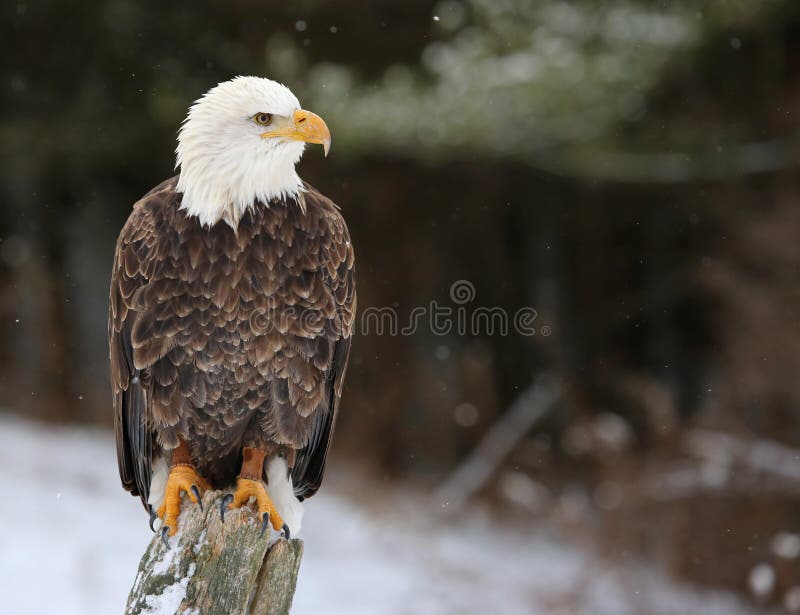 A stern looking Bald Eagle (haliaeetus leucocephalus) perched on a post with snow falling. A stern looking Bald Eagle (haliaeetus leucocephalus) perched on a post with snow falling.