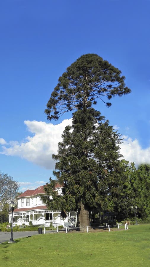Αυστραλιανό bunya-Bunya πεύκο, Camarillo, ασβέστιο στοκ φωτογραφία Αυστραλιανό bunya-Bunya πεύκο, Camarillo, ασβέστιο στοκ φωτογραφία