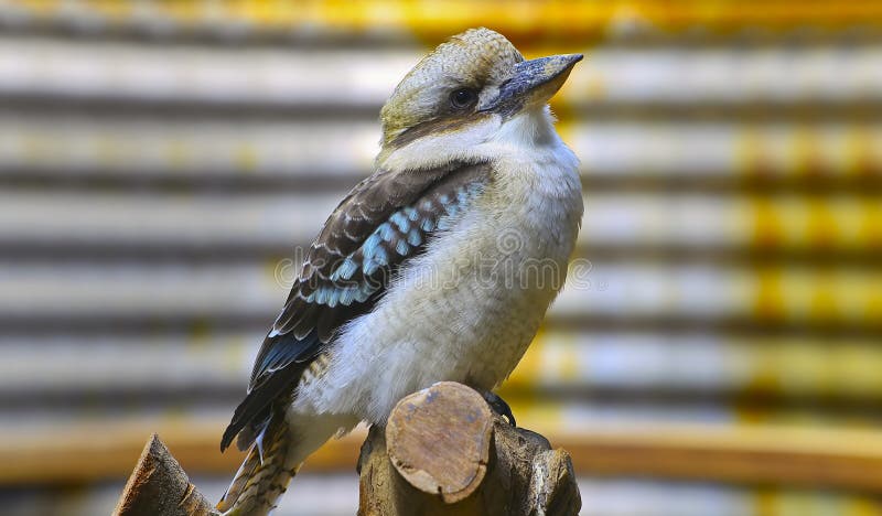 αυστραλιανό γέλιο kookaburra στοκ εικόνα αυστραλιανό γέλιο kookaburra στοκ εικόνα