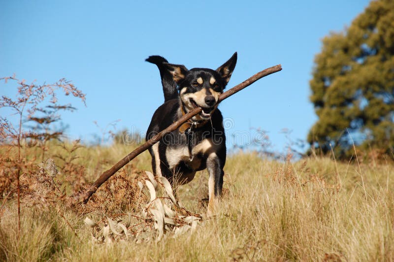 Black dog retrieving a stick in Australian bush with blue sky in the background. Black dog retrieving a stick in Australian bush with blue sky in the background