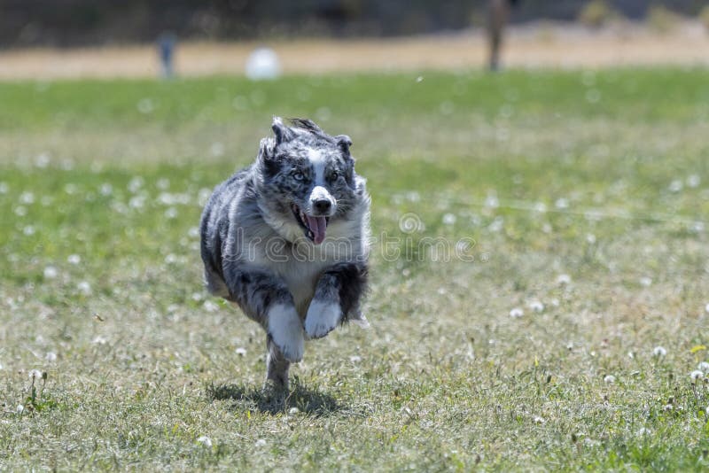 Australian shepherd chasing a lure during a fast cat trial across the grass field. Australian shepherd chasing a lure during a fast cat trial across the grass field