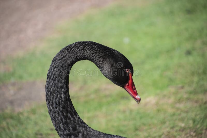 Αυστραλός μαύρος κύκνος, Cygnus atratus, πορτραίτο Κλείσιμο της μαύρης κεφαλής κύκνου με κόκκινο ράμφος και μάτια στοκ φωτογραφία με δικαίωμα ελεύθερης χρήσης Αυστραλός μαύρος κύκνος, Cygnus atratus, πορτραίτο Κλείσιμο της μαύρης κεφαλής κύκνου με κόκκινο ράμφος και μάτια στοκ φωτογραφία με δικαίωμα ελεύθερης χρήσης