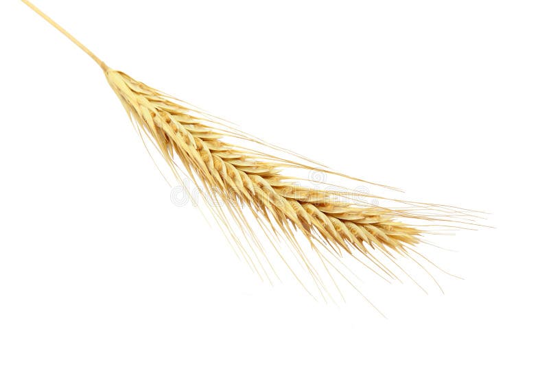 Single barley ear isolated on white background. Single barley ear isolated on white background