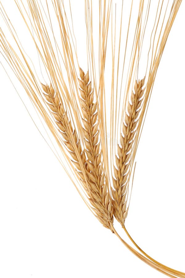 Isolated barley ears on a white background. Isolated barley ears on a white background.