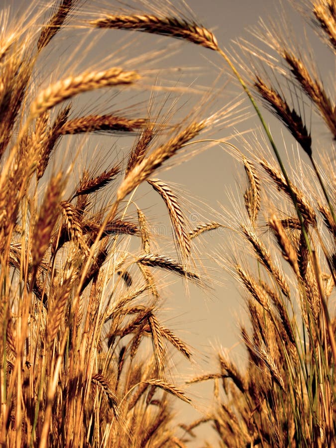 A tunnel of barley ears on a field. A tunnel of barley ears on a field