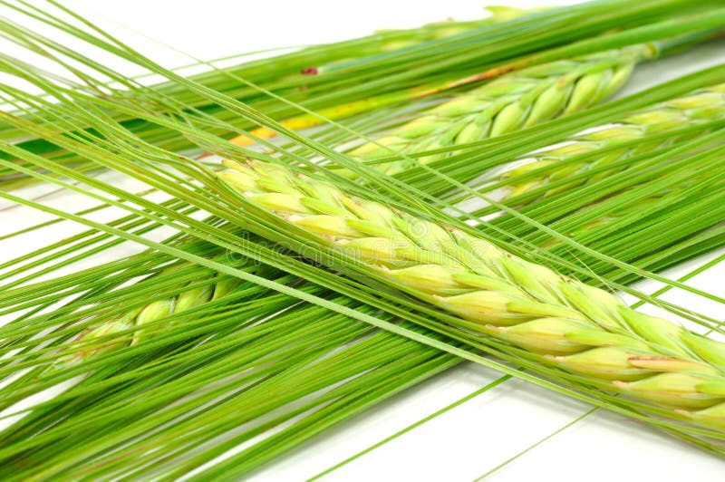 A close-up shot of green ears of barley. A close-up shot of green ears of barley